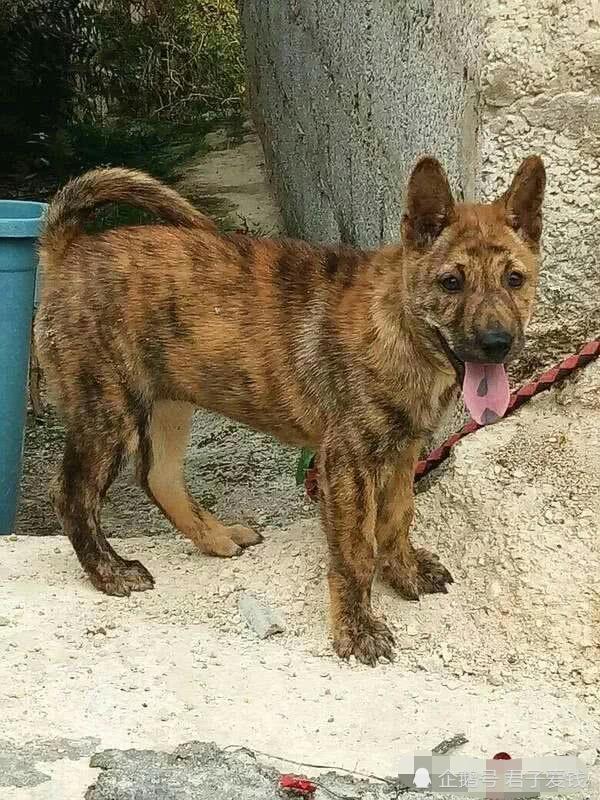 王者范儿,与生俱来,中华虎斑犬