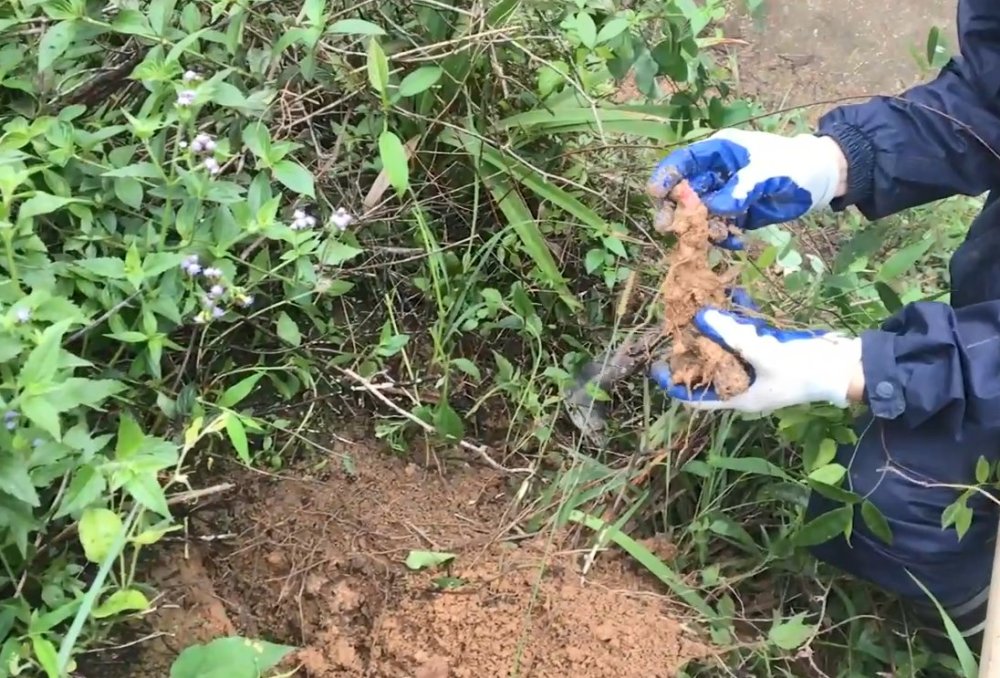 进深山挖中草药,这种它可以治腰酸背痛,在市场上有钱都难买到