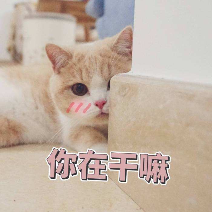 超可爱猫咪软萌表情包:生无可恋又不想去死,难受!