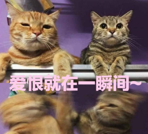 搞笑萌猫表情包:爱恨就在一瞬间啊!