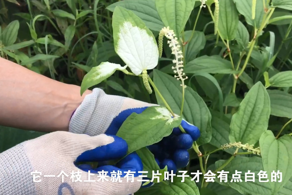 多生长在池塘边上的这种草药,对皮肤病有很多疗效,别再当杂草了