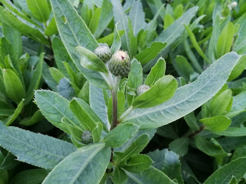 农村一种浑身带刺的野草,是上好的野菜,还可止血凉血治疗失眠