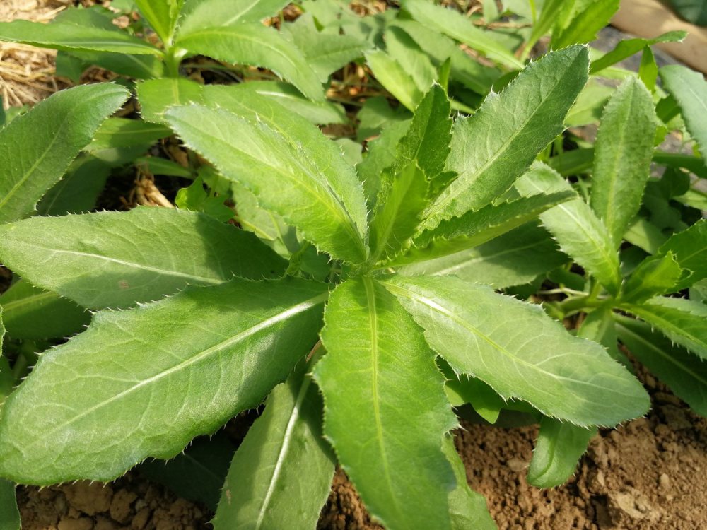 小蓟,刺儿菜,刺角芽,萋萋芽,青青菜