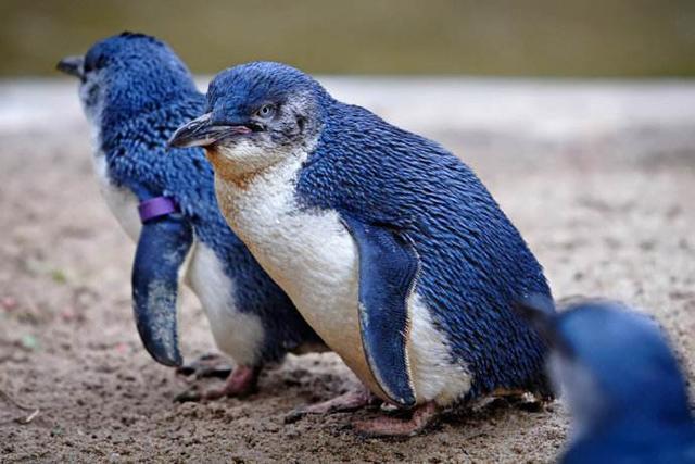 小蓝企鹅