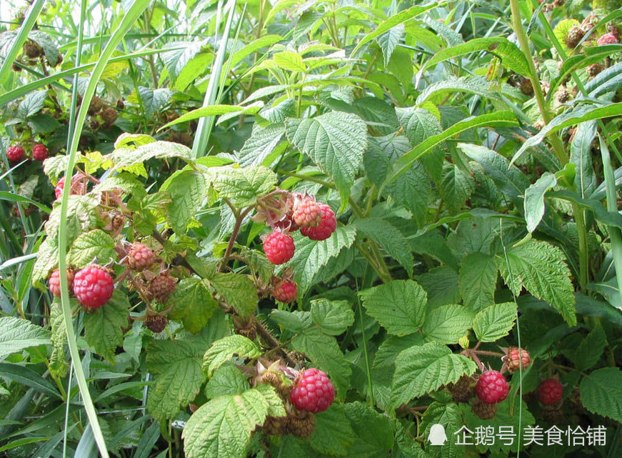 野草莓,打牙祭,草莓,三月泡,野味