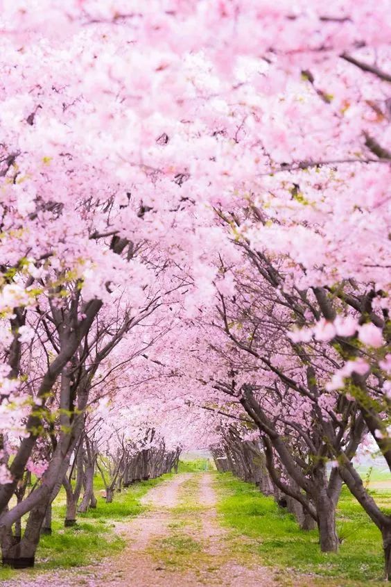 不管是不是真的,这些美照片,看得人就是心灵舒心畅快