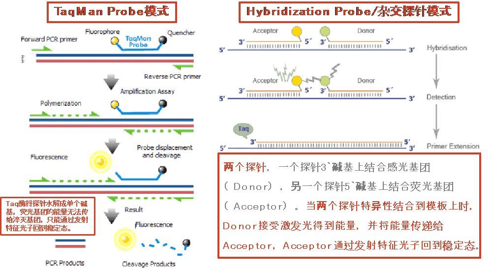 图表5:实时定量pcr(rt-qpcr)技术