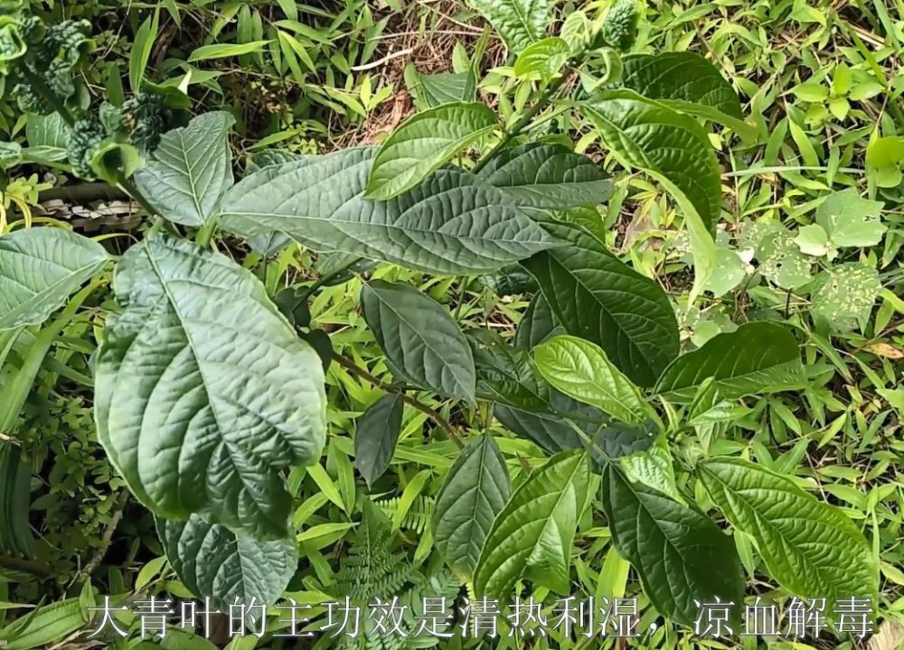 感冒发烧用农村这味草药烧水洗澡,原生态用法超实用,很快可退烧