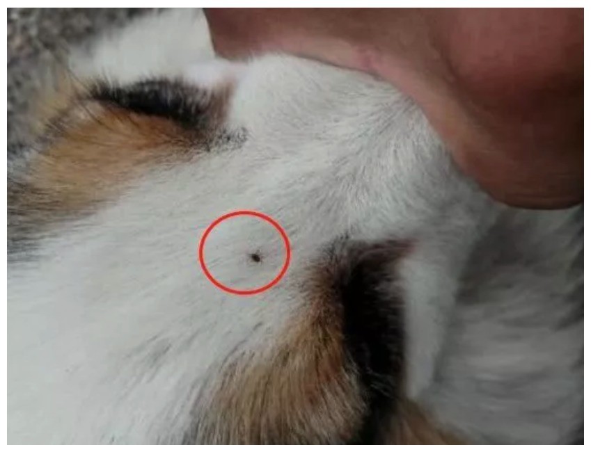 狗狗身上长个小疙瘩,主人没忍住抠了下来,这下损失大发了