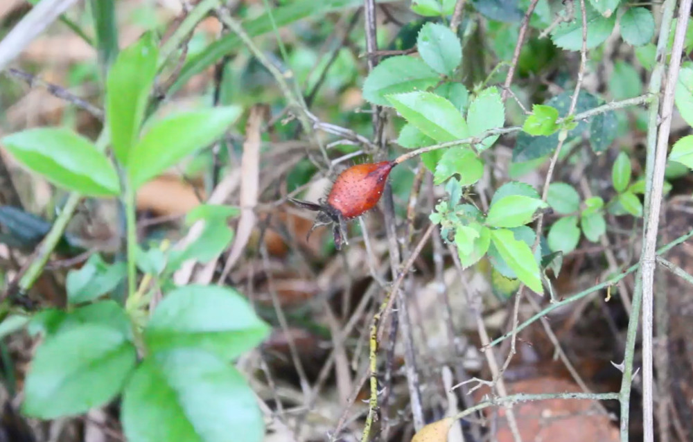 农村这种野生植物,果实是宝贵的中药材,相信很多人都有见过吃过