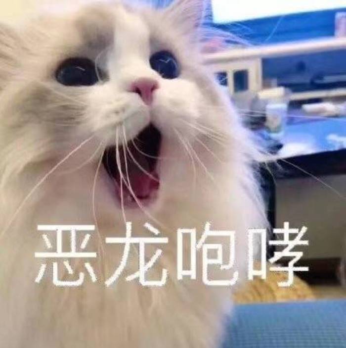 nice,猫咪,超级可爱,表情包,奶凶