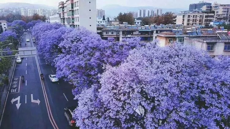 蓝花楹攻陷成都:1.7公里的紫色花道,美出天际!