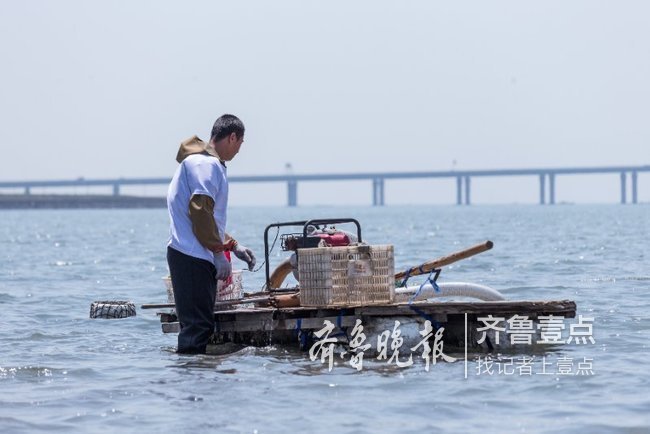 潮起潮落,青岛沧口的赶海人下海捉"虾虎"