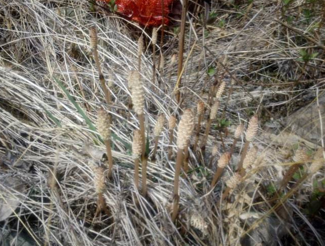 杂草,植物,黄金,小优,药材