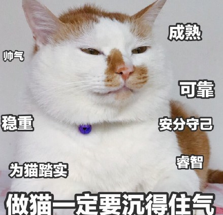 小萌宠猫咪表情包:做猫一定要沉得住气!
