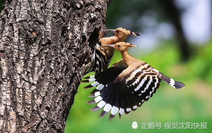辽宁沈阳:蒲河公园深处摄影师们疯狂拍照鸟腻食 原来都是在拍他