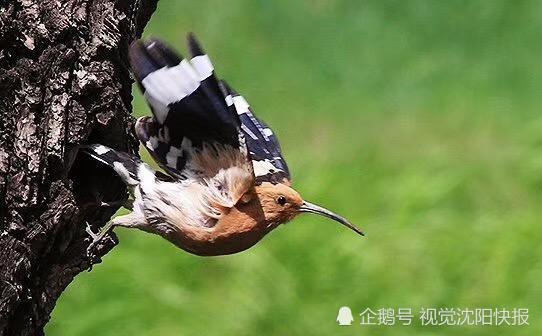 辽宁沈阳:蒲河公园深处摄影师们疯狂拍照鸟腻食 原来都是在拍他
