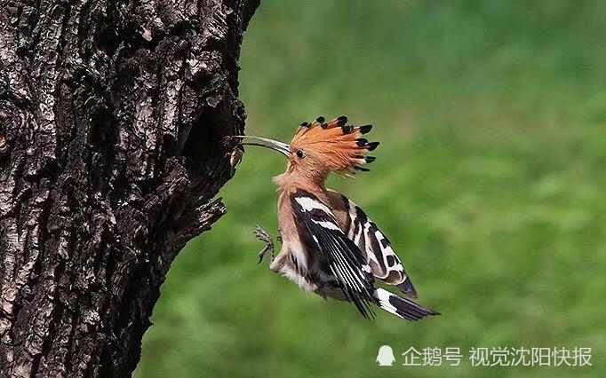 辽宁沈阳:蒲河公园深处摄影师们疯狂拍照鸟腻食 原来都是在拍他