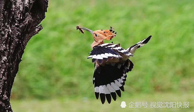 辽宁沈阳:蒲河公园深处摄影师们疯狂拍照鸟腻食 原来都是在拍他