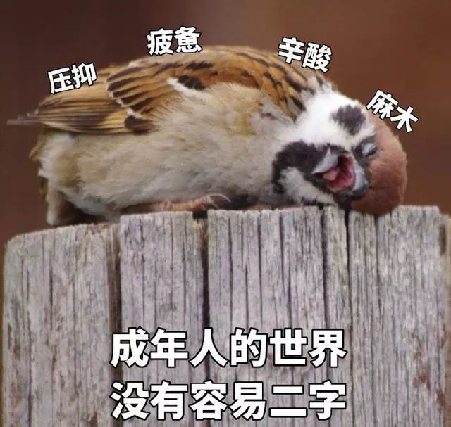 表情包:我这么可爱为什么要上班