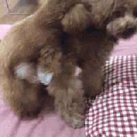 罗志祥,泰迪,狗狗,铲屎官