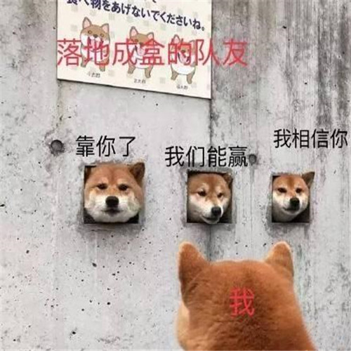 图一的柴犬,看着墙上的狗头陷入沉思,"无水印"萌宠表情包上线