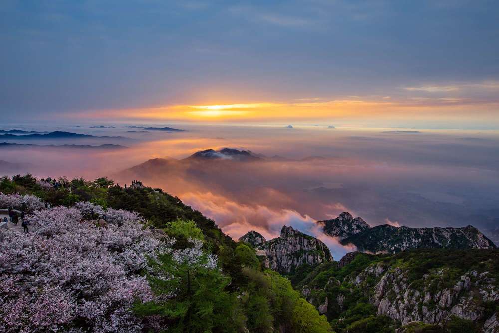 泰山顶上的海棠花开了,和好友相约,一起赴山顶赏花.
