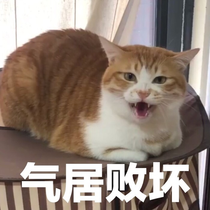 最近火了一波"凶猪下山"猫咪表情包,奶凶超可爱,聊天必备神器