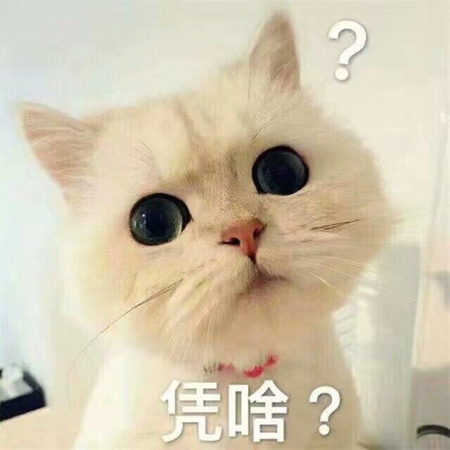 搞笑萌猫表情包:我脑子要转不过来了,你看不到嘛?