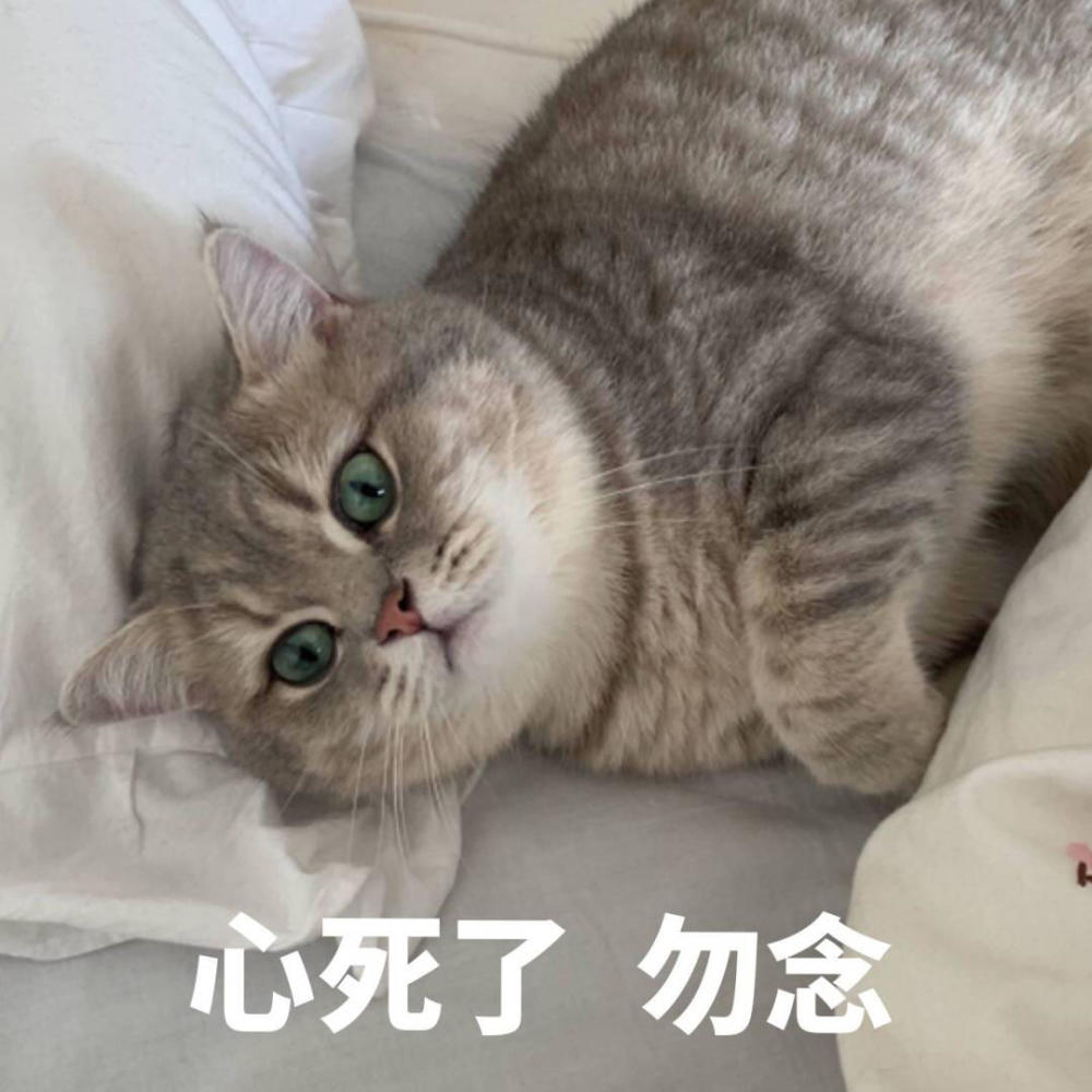 搞笑萌猫表情包:我跟你讲,我很燥的!