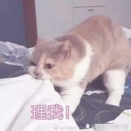 还有就是像猫咪一样粘人,不仅很好玩很有趣,还很暖心,也是男孩子最