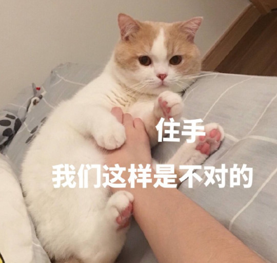 搞笑萌猫表情包:住手!我们这样做是不对的!