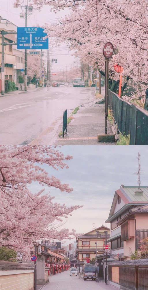 阁下,您的专属"小甜甜"樱花背景图已到账,请你尽快更换!