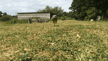 家里装修全靠牛粪?这是一种有味道的猫头鹰