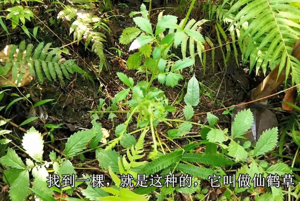 草药,止血,叶子,仙鹤,草本植物