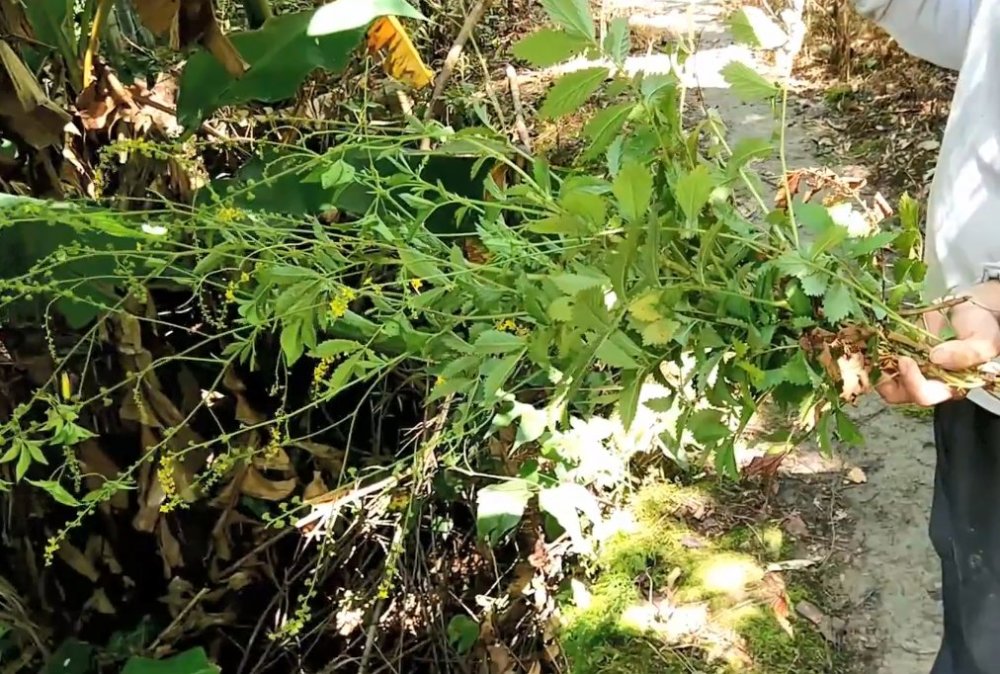 草药,止血,叶子,仙鹤,草本植物