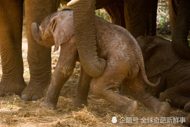 大象妈妈正在教才出生的小象学走路