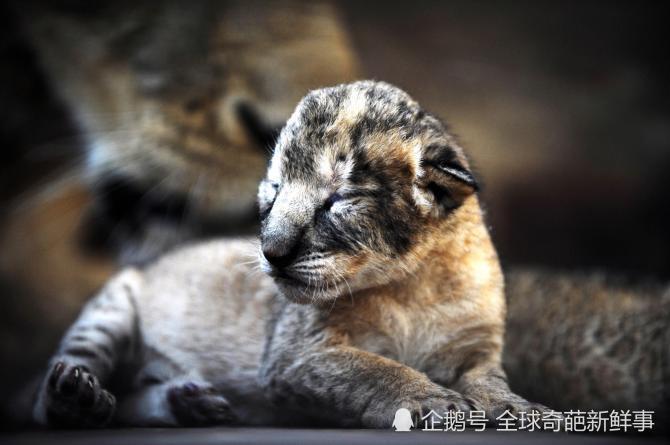 刚出生一天的动物幼崽长啥样?简直萌出血!快来吸一波