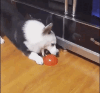 有的铲屎官甚至直接装狗粮,这简直是太没吸引力了!