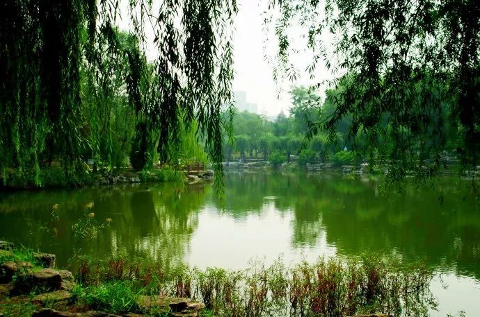 zhuhuan731)   进入园中,你会发现   公园的道路是由青石板铺成的