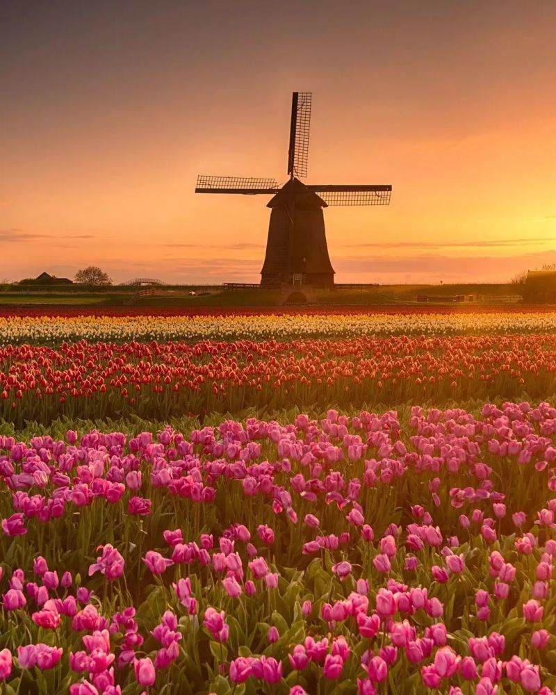 而郁金香也成为了荷兰的国花,因此荷兰处处郁金香