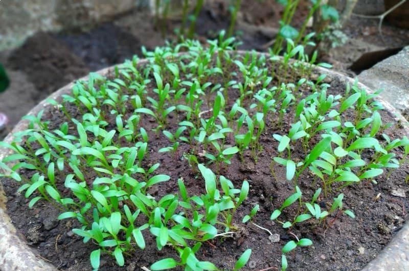 在大花盆里也能种出不断收获的菠菜,春暖后就可以种了