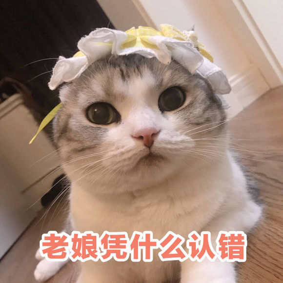 暖心猫咪可爱表情包:老娘凭什么认错!