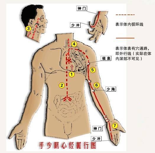 手少阴心经,人体活力的"大本营"