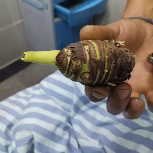 海芋,中毒,嘴巴,皮肤,医生