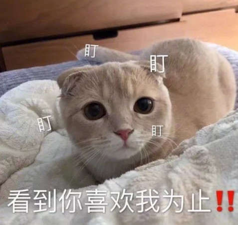日常聊天必用表情:我就这样静静看着你,看到你喜欢我为止
