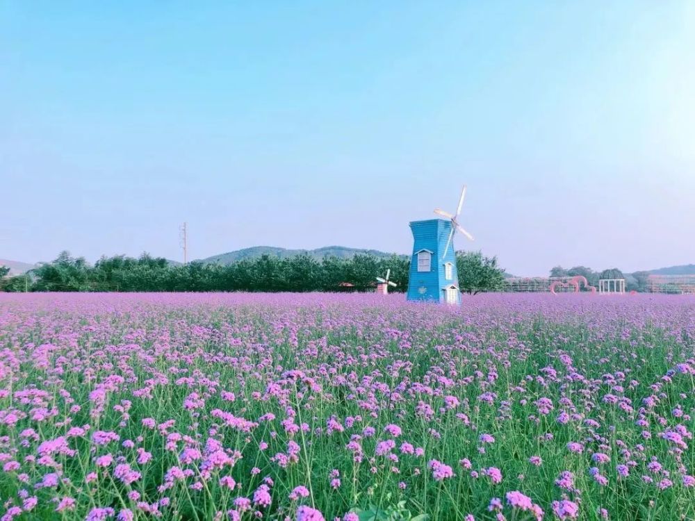 初夏,到了鹿寨角塘村"查比花海"马鞭草盛开的季节.