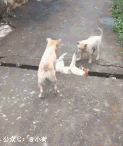 搞笑gif趣图:以前觉得大学是天堂,进去以后才发现是地狱!