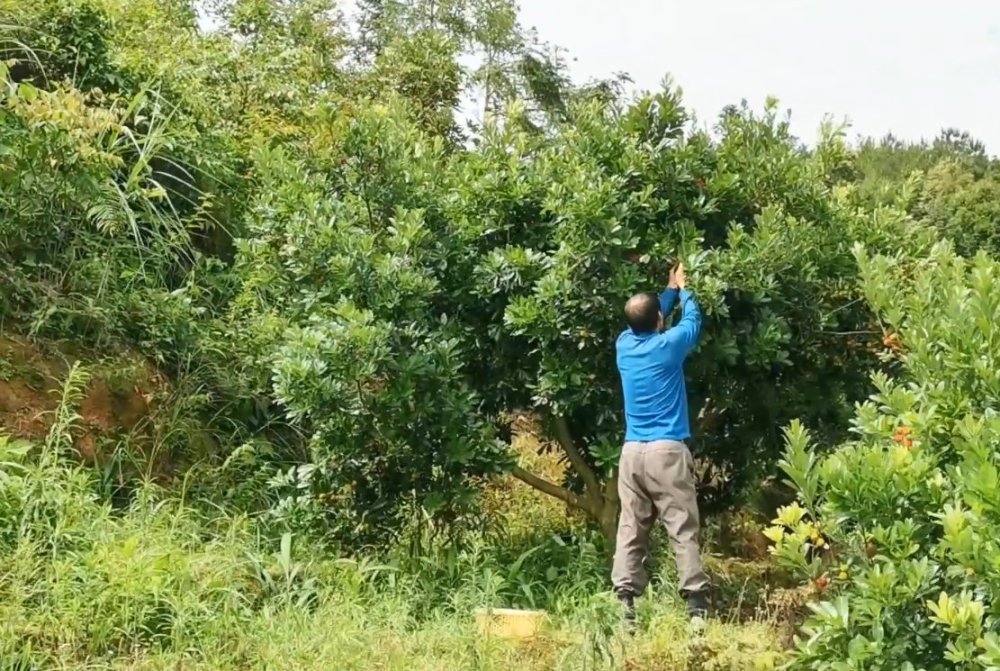 农村大叔到野外摘杨梅,树上的果子又大又红,看着忍不住流口水