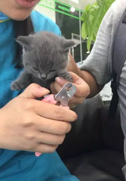 小蓝猫被强行剪指甲,无力反抗的它露出了最凶狠的表情